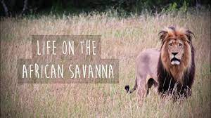 Life On The African Savanna Youtube Heritage Studies Lesson 49 Savannah Chat Savanna Savanna Animals