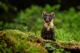 Image result for marten poop