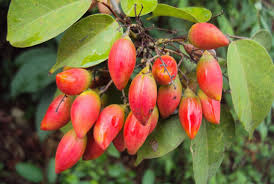 Image result for Connarus