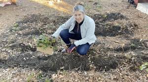 For this it is necessary to pinch from one to three mustaches from large and flowering bushes and transplant them to another site. How To Transplant Strawberry Plants The Kitchen Garten