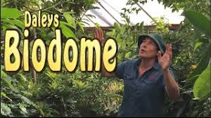 Closed on public holidays and sundays. Daleys Biodome 100 S Of Dwarf Fruit Trees In A Small Space Tropical Plants Youtube