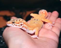 Seiring dengan perkembangan waktu dan indonesia mencapai kemerdekaan, muhammad arief sebagai pencipta lagu. Choosing And Buying A Leopard Gecko Care Guides For Pet Lizards