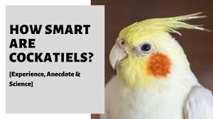 How Smart Are Cockatiels Experience Anecdote Science Cockatiel Cockatiel Care Intellegence