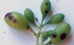 How To Protect Grapes From Birds & Insects - Get Busy Gardening