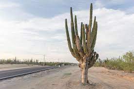 If you cannot find your plant in the list below, then you can use the other search features on this site. 6 404 Cactus Road Photos Free Royalty Free Stock Photos From Dreamstime