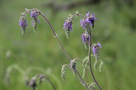 Image result for Tinnea eriocalyx