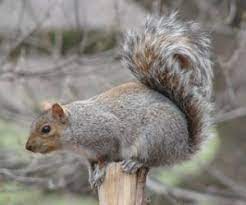 Eastern Gray Squirrel Images Eastern Gray Squirrel Squirrel Animals