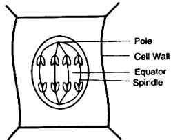 A somatic cell, or vegetal cell, is any biological cell forming the body of an organism; Draw A Well Labelled Diagram To Show The Anaphase Stage Of Mitosis In Plant Cell Having Four Chromosomes Sarthaks Econnect Largest Online Education Community
