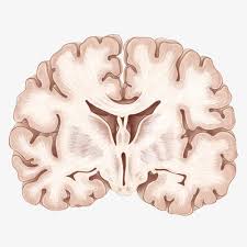 There are no approved quotes yet for this movie. Why Is The Brain Called Grey Matter Quora