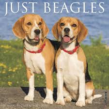 Download Just Beagles 2020 Wall Calendar Dog Breed Calendar Willow Creek Press 9781549205354 Amazon Com Books