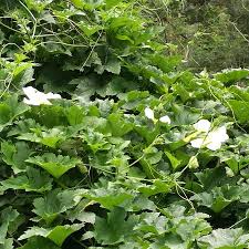 Image result for Lagenaria sphaerica