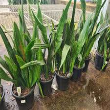 Image result for Sansevieria hyacinthoides