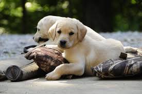 See more of puppies for sale in alabama on facebook. Www Prairieplainsbritishlabs Com British Labrador Retriever Puppies