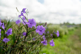 Image result for Blumea squarrosa