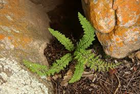 Image result for Cheilanthes hirta