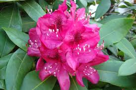 Ein radikaler rückschnitt wird vor der blüte vorgenommen, am besten im herbst der vorsaison oder im zeitigen frühjahr, je nach blütezeit. Rhododendron Und Azaleen Zuruckschneiden Gartencenter Zulauf Pflanzen Kaufen