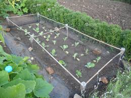 Cover your cage with netting. 2019 How To Prevent Birds From Eating Grass Seed Proven Tips