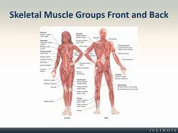 Skeletal Muscle Groups Front And Back