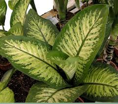 Dieffenbachia Amoena Difembaquia Plantas Ornamentales Hojas Verdes Plantas Jardin