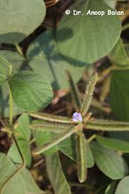 Image result for Calopogonium mucunoides