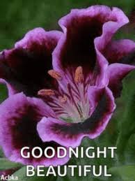 Leaving bed has become the hardest thing for me, mainly because i get to leave the woman of my dreams. Goodnight Beautiful Gifs Tenor