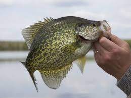 Maybe you would like to learn more about one of these? Crappie Fishing With Shad Are They The Best Bait