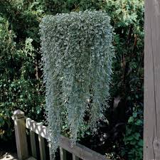 Image result for Dichondra
