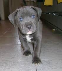 Grey and white pitbull with blue eyes. Grey Pitbull Amstaff Puppy Grey Pitbull Puppies Puppies Grey Dog
