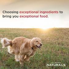 Check spelling or type a new query. Amazon Com Diamond Naturals Dry Food For Adult Dog Beef And Rice Formula 40 Pound Bag 074198608331 Pet Supplies