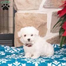 We are a bolognese dog and puppy breeder located in tennessee, usa. Maltese Puppies For Sale Greenfield Puppies Maltese Puppy Maltese Puppies For Sale Teacup Puppies Maltese