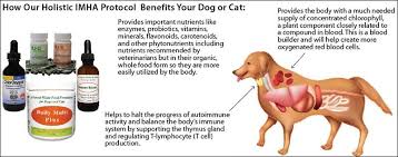 67 868 просмотров 67 тыс. Imha Natural Protocol For Dogs And Cats Dog Treatment Holistic Treatment Dog Cat
