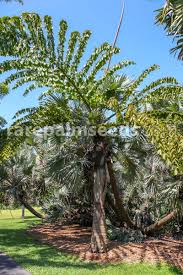 Image result for Caryota