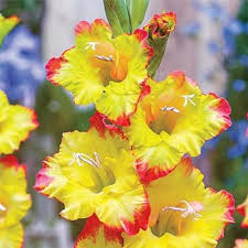Gladiolus Joena K Van Bourgondien Gladiolus Showy Flowers Garden Bulbs