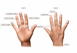 Ken Mcphail The Origins Of Wedding Rings And Why They Re Worn On The 4th Finger Of The Left Hand