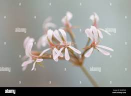 Image result for Pelargonium alchemilloides