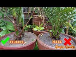 How To Differentiate Male And Female In Seed Grown Date Palm At Home Urdu Hindi Youtube In 2021 Dates Tree Date Palm Palm Tree Fruit