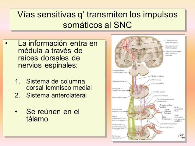 Resultado de imagen para fibras nerviosas gif
