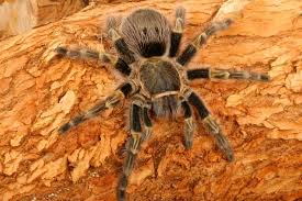 We did not find results for: Chaco Golden Knee Tarantula Care Sheet Lifespan More With Pictures Buztank
