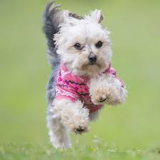 The first step to finding your perfect morkie puppy through uptown puppies is selecting a breeder you want to work with. Morkie Puppies For Sale In Florida From Vetted Breeders