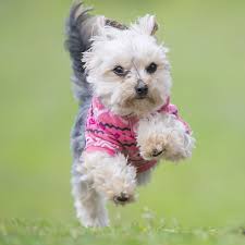 Browse thru our id verified puppy for sale listings to find your perfect puppy in your area. Morkie Puppies For Sale In Florida From Vetted Breeders