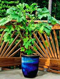 Okra Companion Plants Oncallvirtualsolutions Online