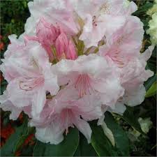 Rhododendron Pink Pearl Agm