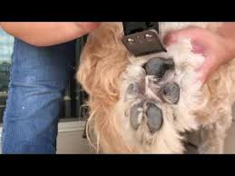 Goldendoodle Paw Pad Trimming Youtube Goldendoodle Grooming Dog Grooming Dog Pads