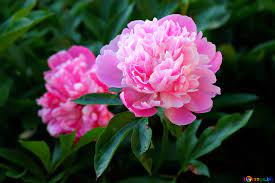 Dieser pinnwand folgen 764 nutzer auf pinterest. Blumen Pfingstrosen Bild Bluten Der Pfingstrosen Bilder Rose 32639 Torange Biz