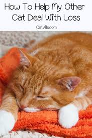 Unfortunatly we didn't have the money to do. My Cat Is Dying What To Do With The Body And How Do I Cope