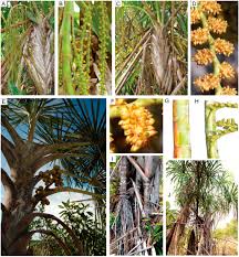 Image result for Eremospatha cuspidata