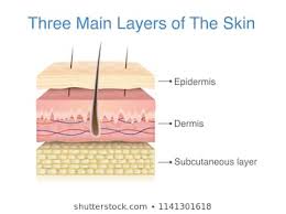 Epidermis Images Stock Photos Vectors Shutterstock