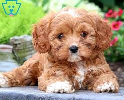 This Cavapoo Puppy Has Everything You Could Ask For Looks Personality And Sass She Is A Real Cutie Who Loves Attention This Puppy Is Always 2020 Yavru Kopek Kopek