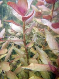 Image result for Rotala tenella