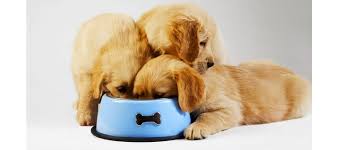 golden retriever feeding tips pets world